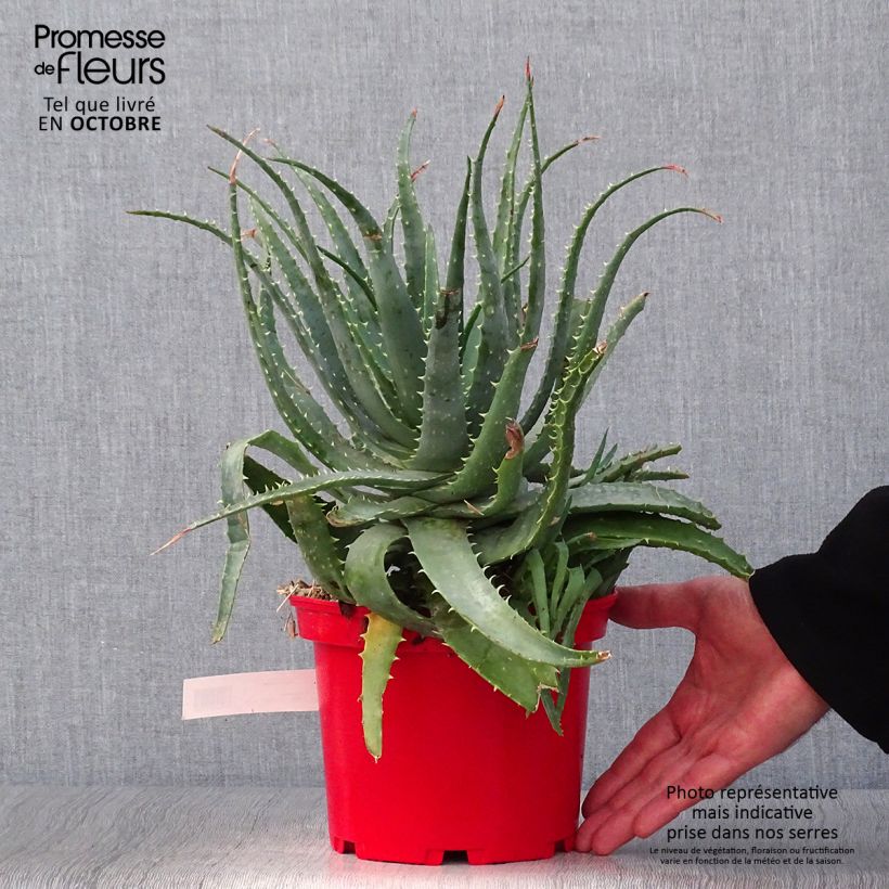 Exemplaar van Aloe spinosissima - Spinnenaloë Pot van 2 l/3 l zoals geleverd in de herfst
