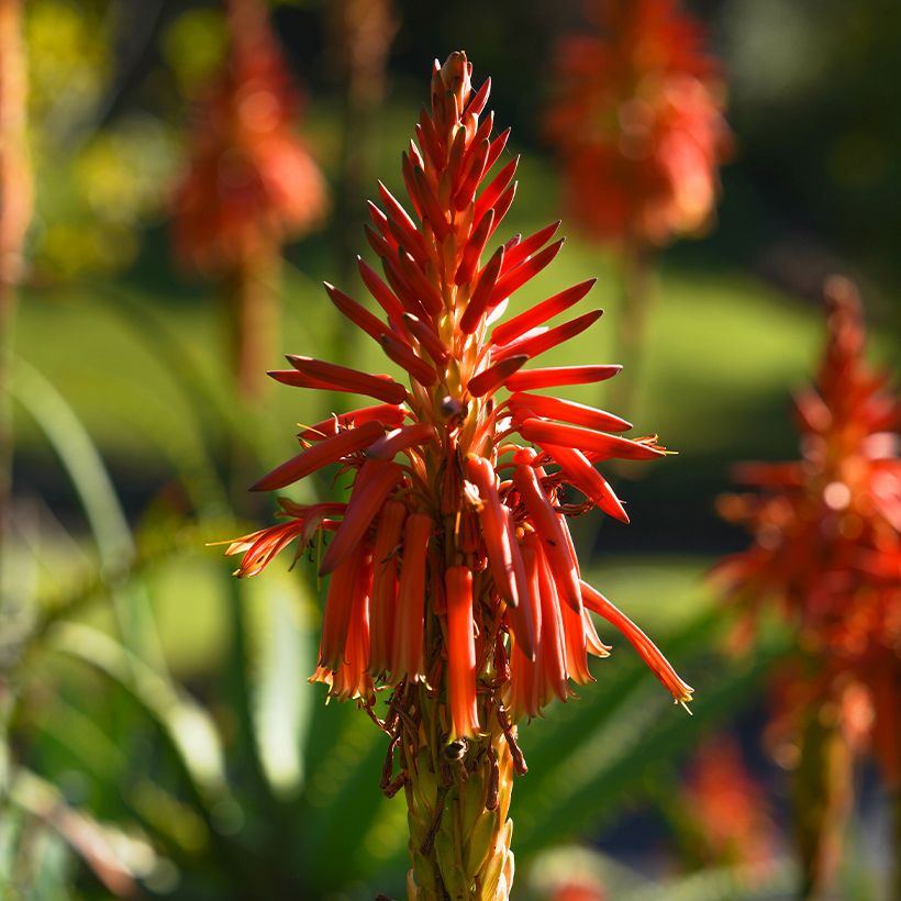 Aloe spinosissima - Spinnenaloë (Bloei)