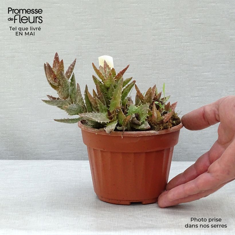 Exemplaar van Aloe squarrosa - Boomaloë Pot van 12 cm / 13 cm zoals geleverd in de lente