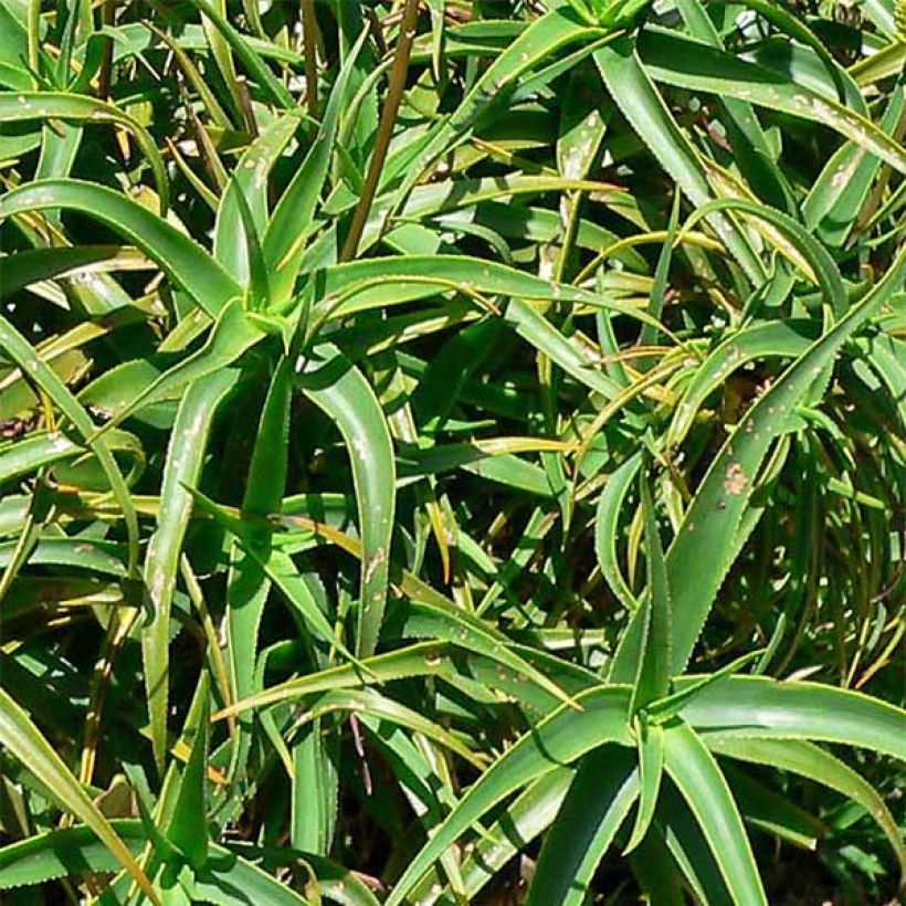 Aloe striatula - Boomaloë (Foliage)