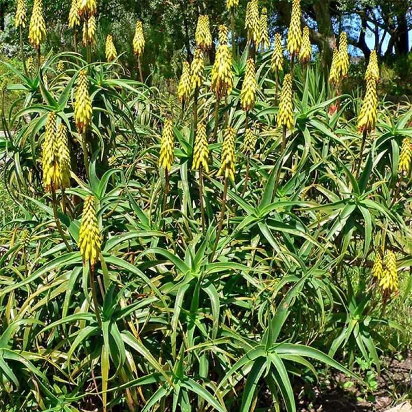 Aloe striatula - Boomaloë (Flowering)