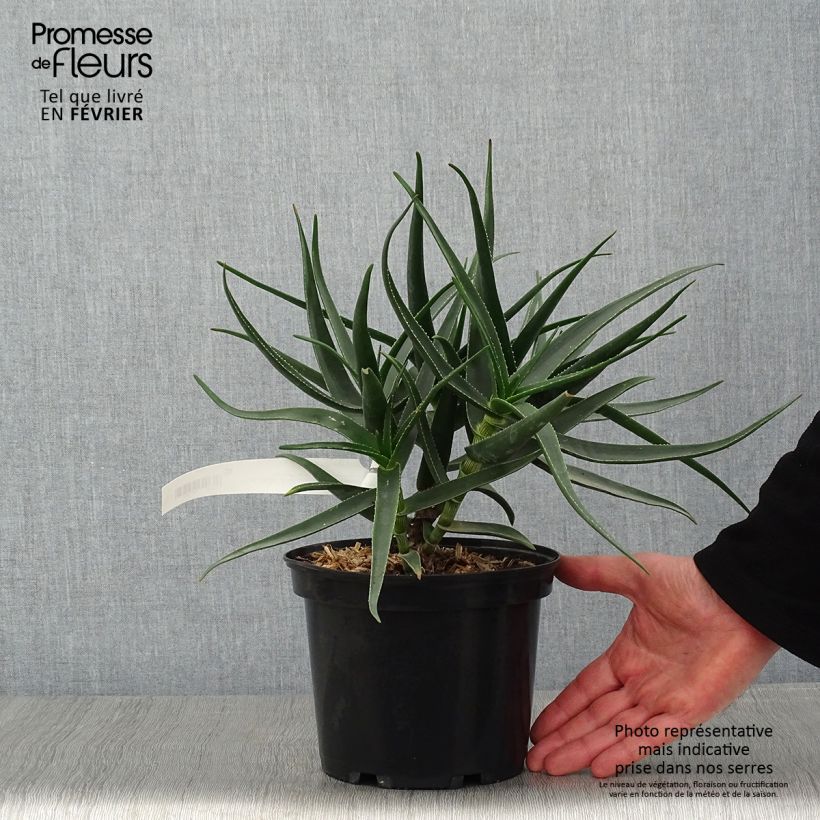 Example of Aloe striatula ArticJungle - Aloès arbustif Kweekpotje van 8/9 cm as you get in hiver