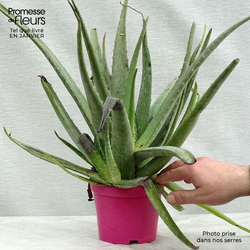 Example of Aloe vera - Aloes des Barbades Pot van 12 cm / 13 cm as you get in hiver