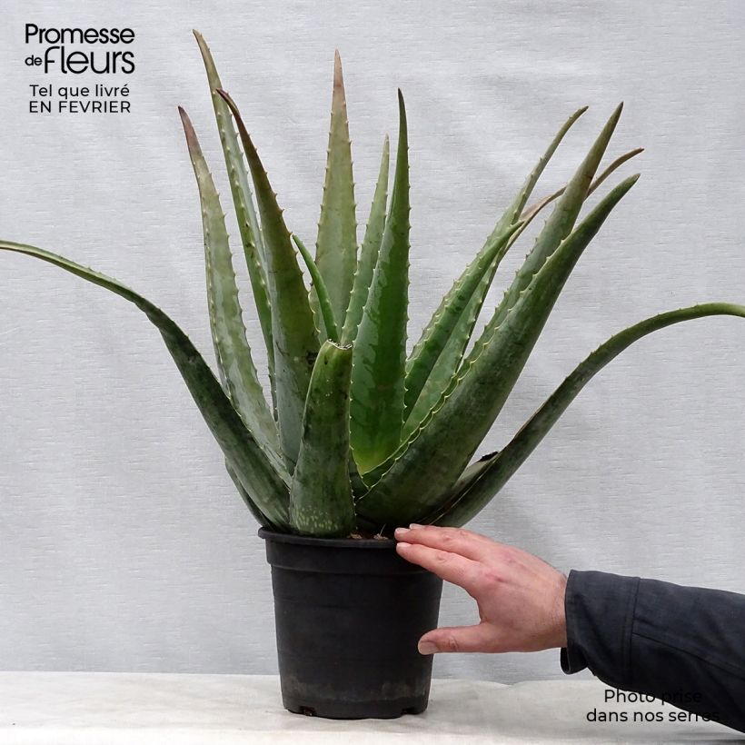 Example of Aloe vera - Aloes des Barbades Pot van 2 l/3 l as you get in hiver