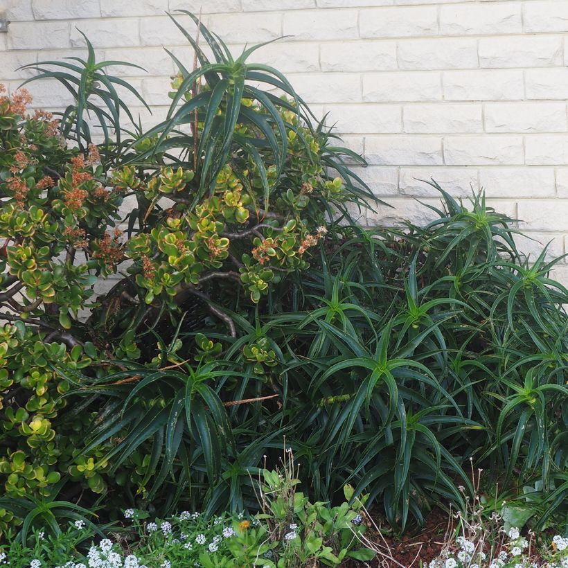 Aloe striatula ArticJungle - Aloëboom (Groeiplaats)
