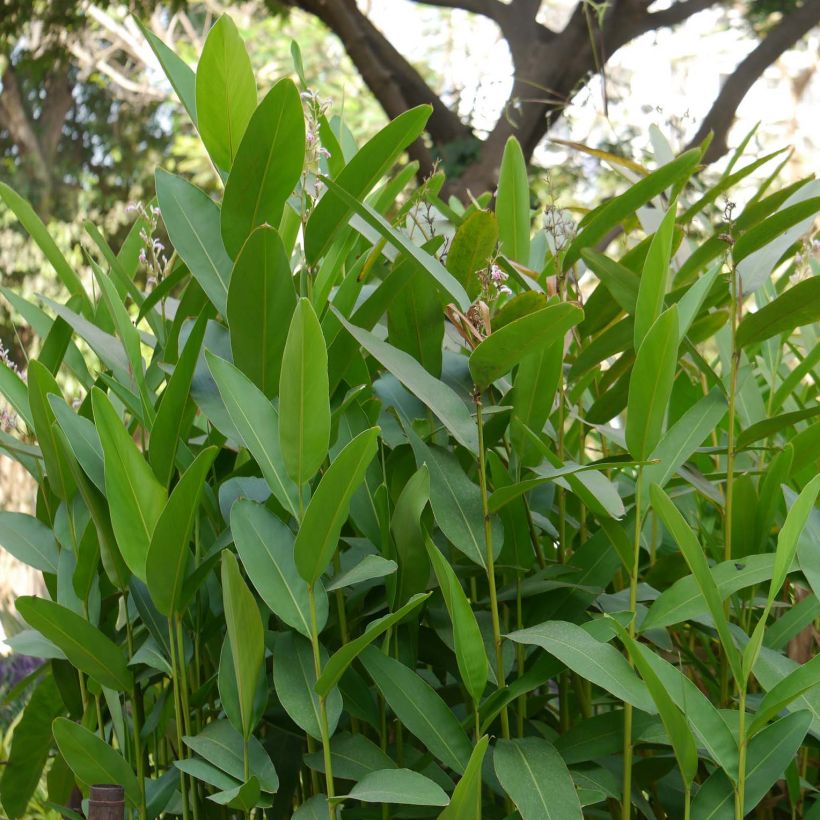 Alpinia galanga - Laos (Foliage)
