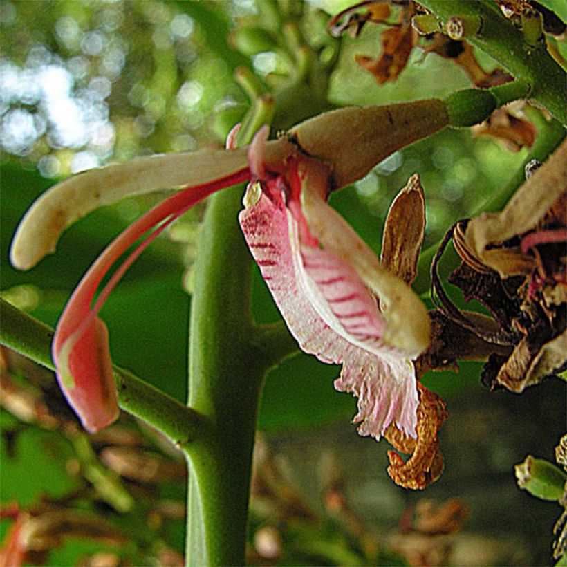 Alpinia galanga - Laos (Flowering)
