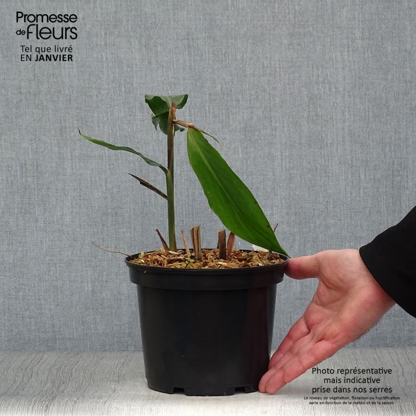 Example of Alpinia galanga - Laos Pot van 2 l/3 l as you get in hiver