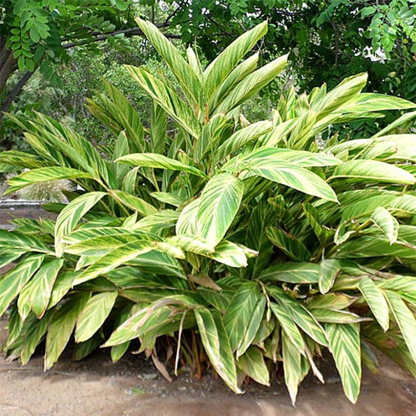 Alpinia zerumbet Variegata - Schelpgember (Plant habit)
