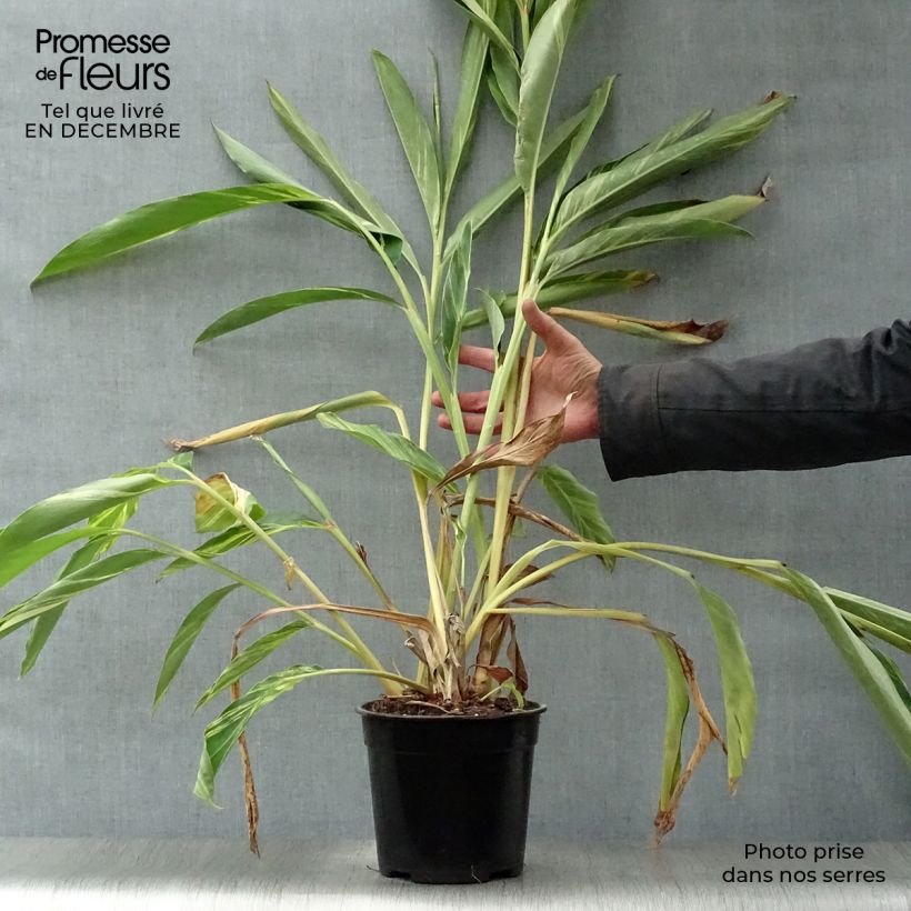 Example of Alpinia zerumbet Variegata - Gingembre coquille Pot van 2 l/3 l as you get in hiver