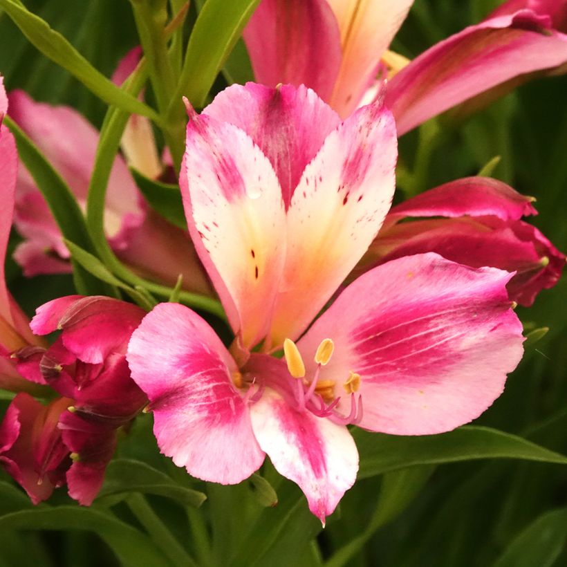 Alstroemeria Duchesses d'Anjou Emilie - Incalelie (Bloei)