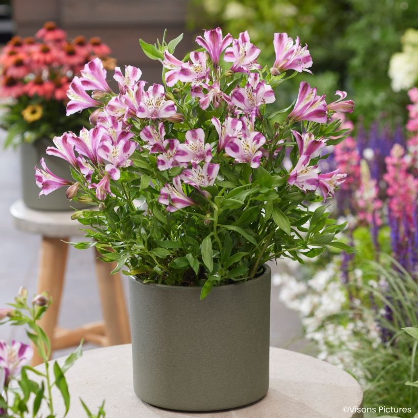 Alstroemeria Duchesses d'Anjou Valentine - Incalelie (Groeiplaats)