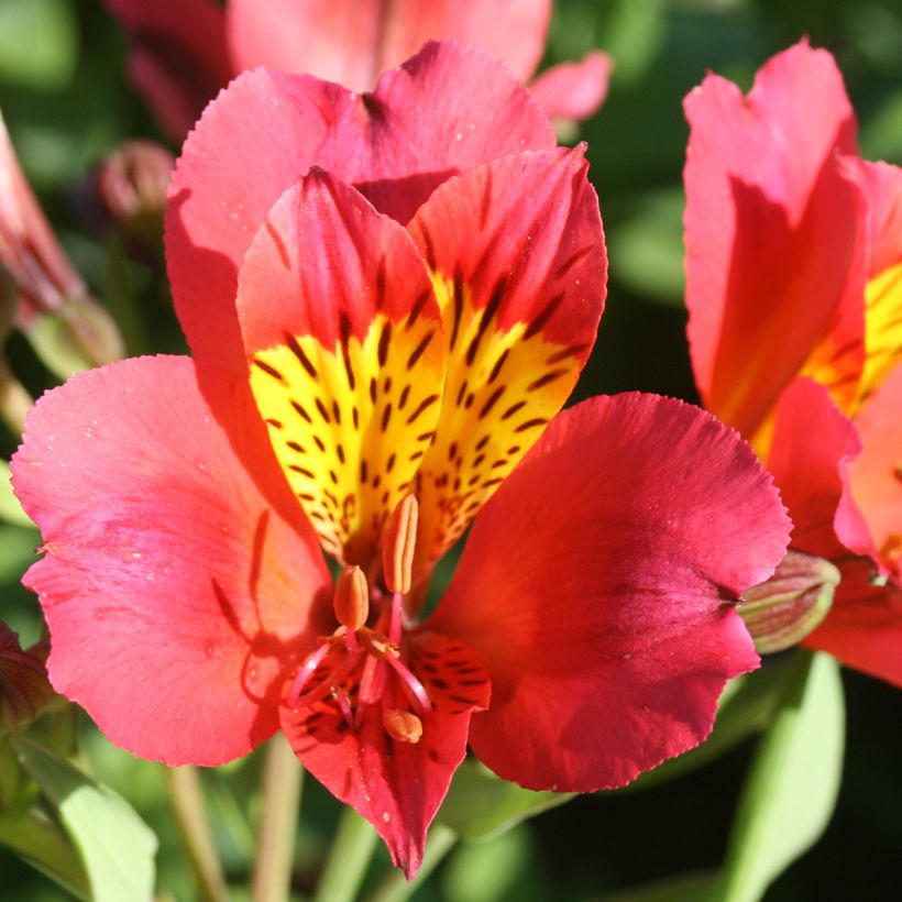 Alstroemeria Majestic Authion - Incalelie (Bloei)
