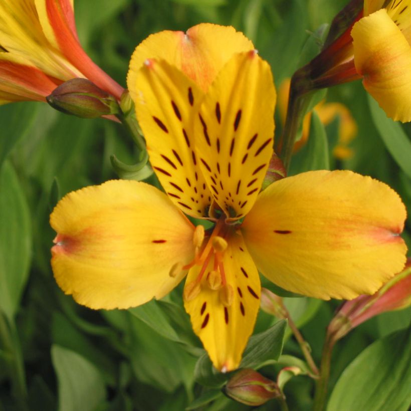 Alstroemeria Majestic Serrant - Incalelie (Bloei)
