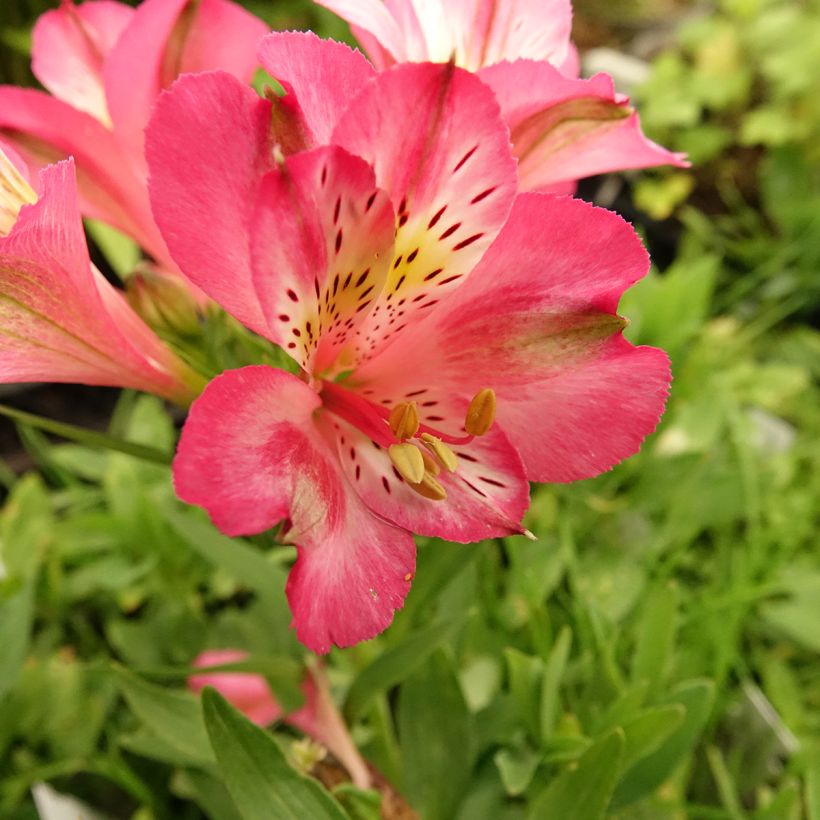 Alstroemeria Pitchounes Charlotte - Incalelie (Bloei)