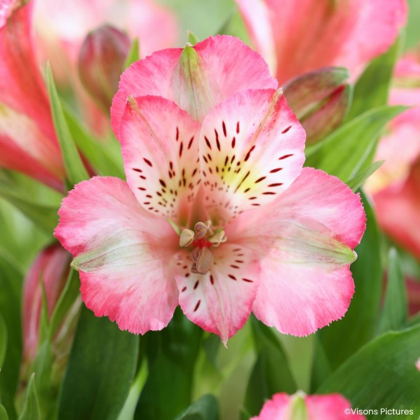 Alstroemeria Pitchounes Charlotte - Incalelie (Bloei)