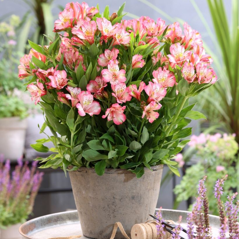 Alstroemeria Pitchounes Charlotte - Incalelie (Groeiplaats)