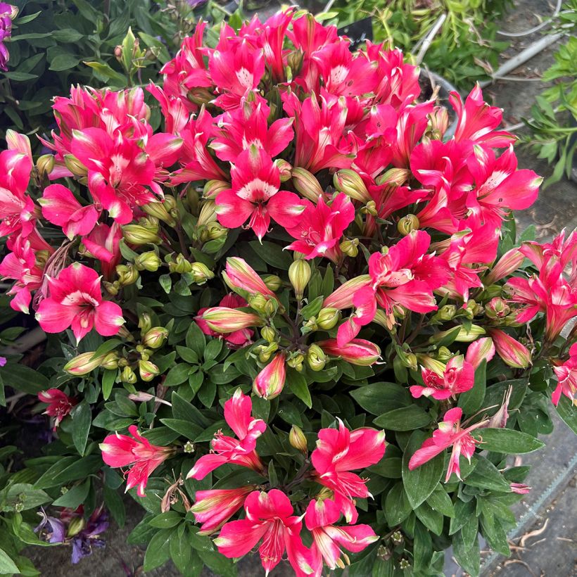 Alstroemeria Pitchounes Lily Rose - Incalelie (Groeiplaats)