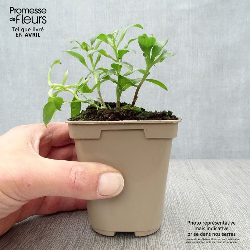 Example of Alstroémère Duc Arthur - Lys des Incas Kweekpotje van 8/9 cm as you get in printemps