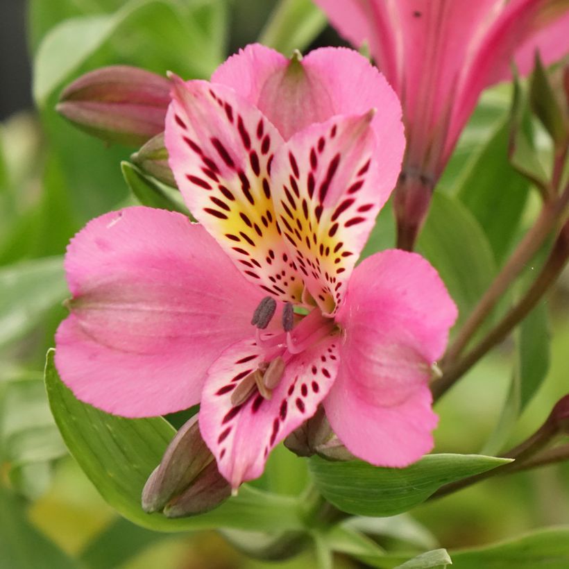 Alstroemeria Duc d'Anjou Charles - Incalelie (Bloei)