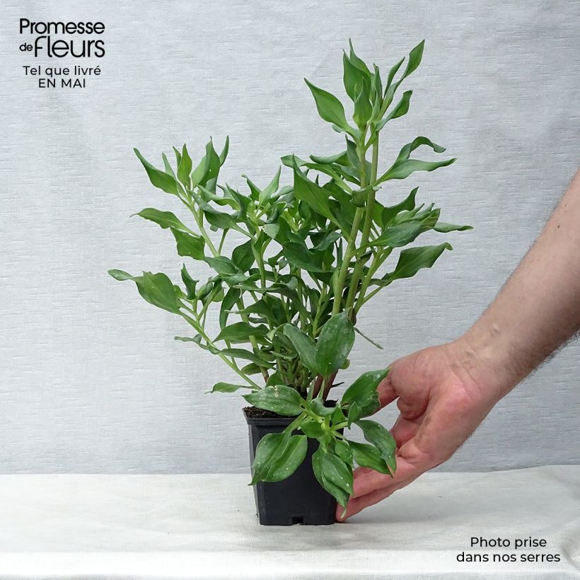 Exemplaar van Alstroemeria Duc d'Anjou Jean - Incalelie Kweekpotje van 8/9 cm zoals geleverd in de lente