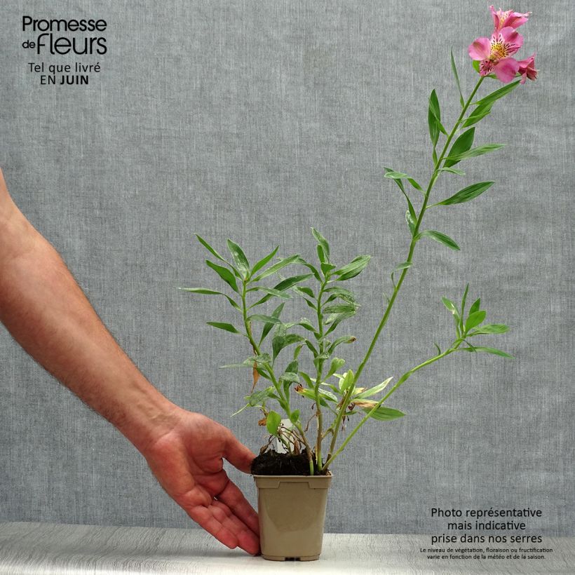 Exemplaar van Alstroemeria Duc d'Anjou Charles - Incalelie Kweekpotje van 8/9 cm zoals geleverd in de zomer