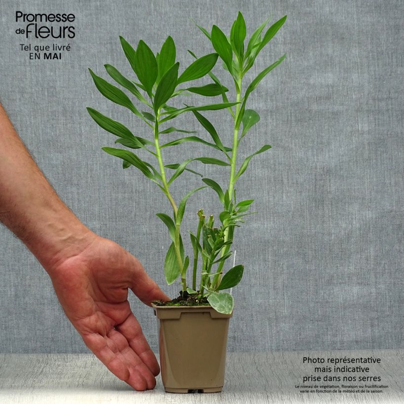 Exemplaar van Alstroemeria Duc d'Anjou Charles - Incalelie Kweekpotje van 8/9 cm zoals geleverd in de lente