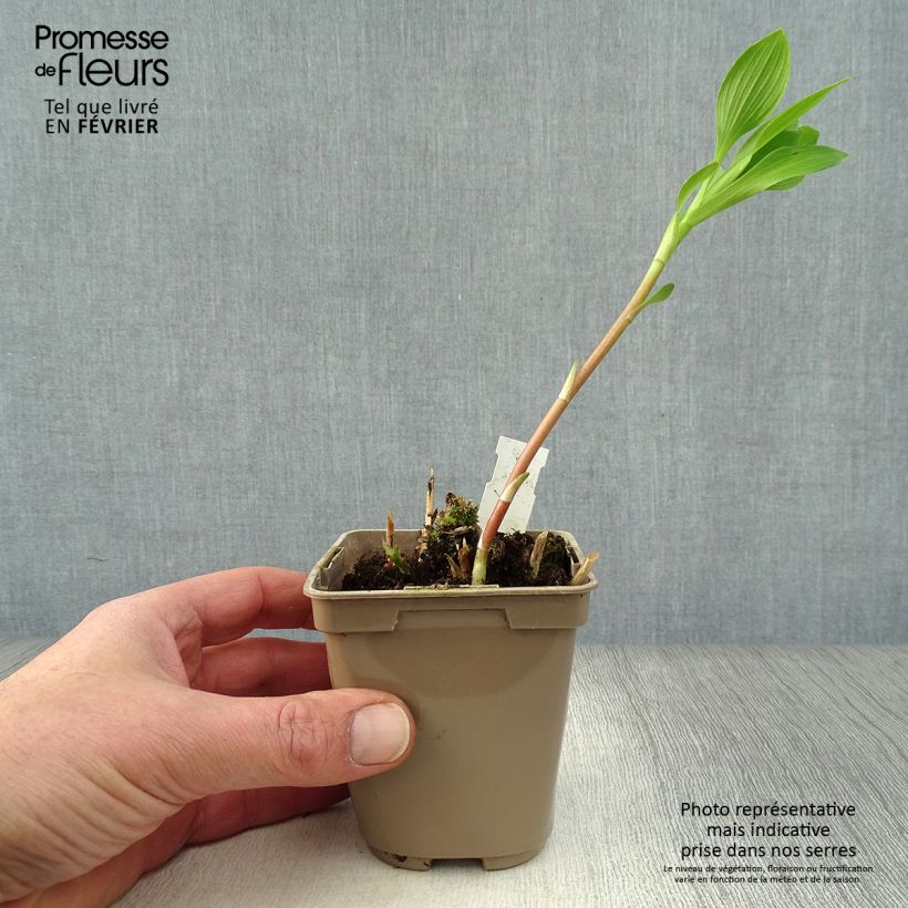 Example of Alstroémère Duc d'Anjou Charles - Lys des Incas Kweekpotje van 8/9 cm as you get in hiver