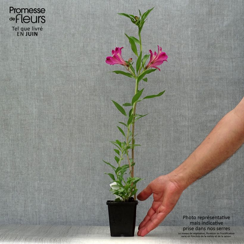 Exemplaar van Alstroemeria Duc d'Anjou Edouard - Incalelie Kweekpotje van 8/9 cm zoals geleverd in de zomer