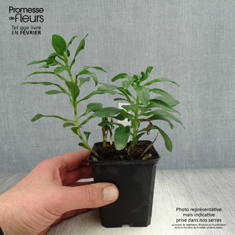 Example of Alstroemeria Duc d'Anjou Edouard - Incalelie Kweekpotje van 8/9 cm as you get in hiver