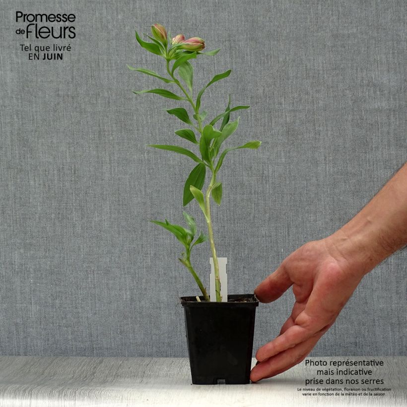 Exemplaar van Alstroemeria Duc d'Anjou François - Incalelie Kweekpotje van 8/9 cm zoals geleverd in de zomer