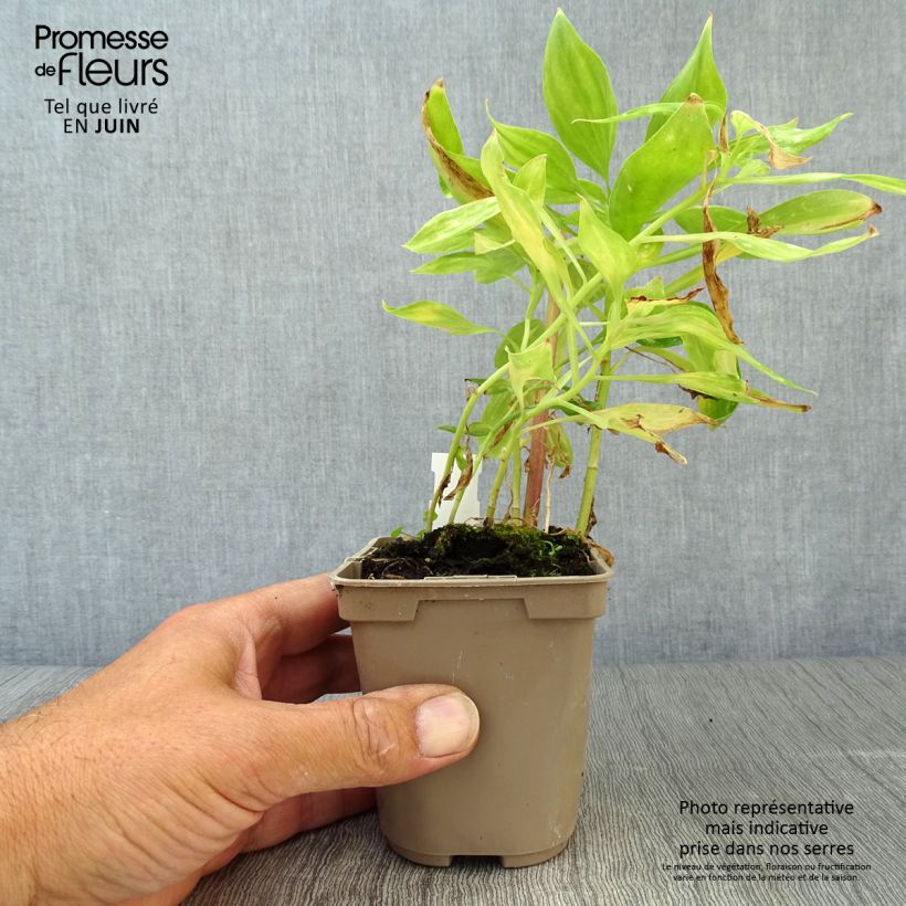 Exemplaar van Alstroemeria Duc d'Anjou Jean - Incalelie Kweekpotje van 8/9 cm zoals geleverd in de zomer