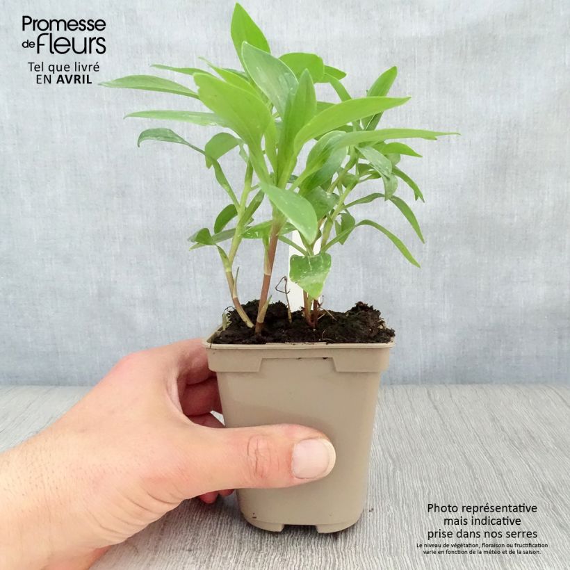 Exemplaar van Alstroemeria Duc d'Anjou Nicolas - Incalelie Kweekpotje van 8/9 cm zoals geleverd in de lente