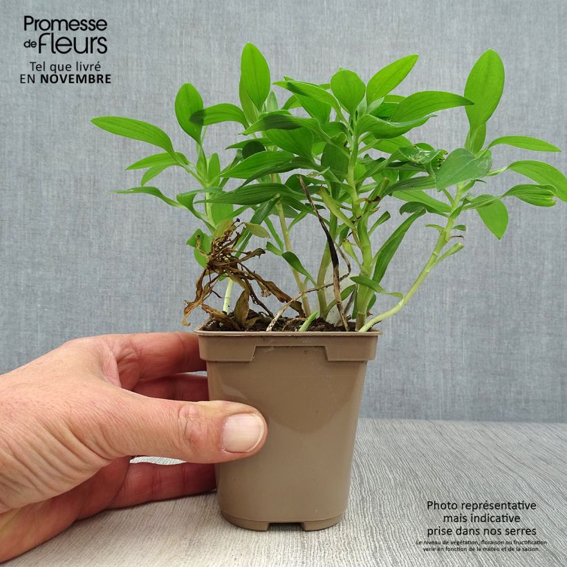Exemplaar van Alstroemeria Duc d'Anjou Nicolas - Incalelie Kweekpotje van 8/9 cm zoals geleverd in de herfst