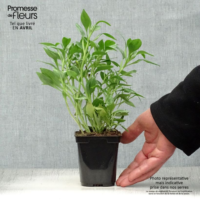 Exemplaar van Alstroemeria Duc d'Anjou Pierre - Incalelie Kweekpotje van 8/9 cm zoals geleverd in de lente