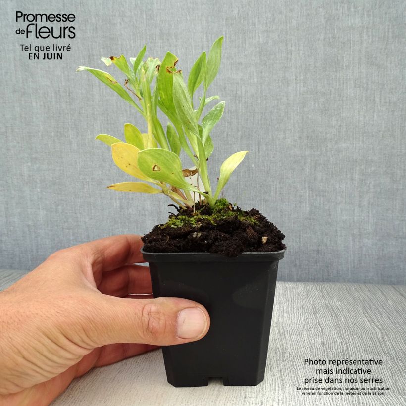 Exemplaar van Alstroemeria Duc d'Anjou William - Incalelie Kweekpotje van 8/9 cm zoals geleverd in de zomer
