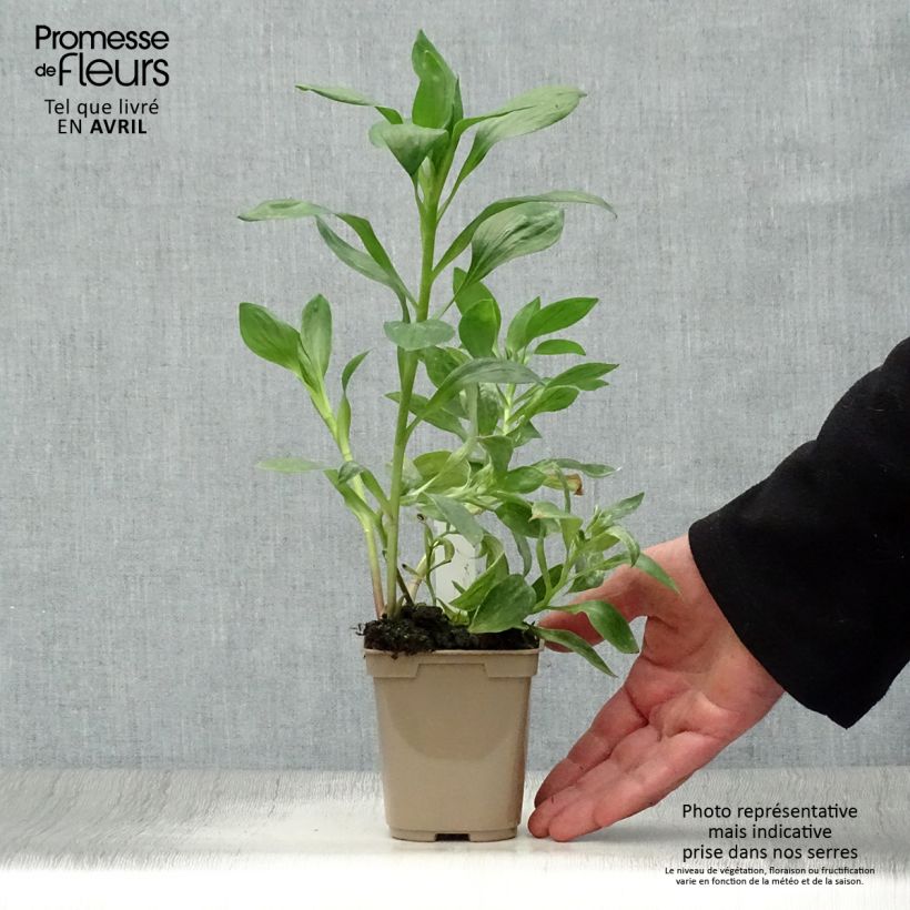 Exemplaar van Alstroemeria Duc d'Anjou William - Incalelie Kweekpotje van 8/9 cm zoals geleverd in de lente