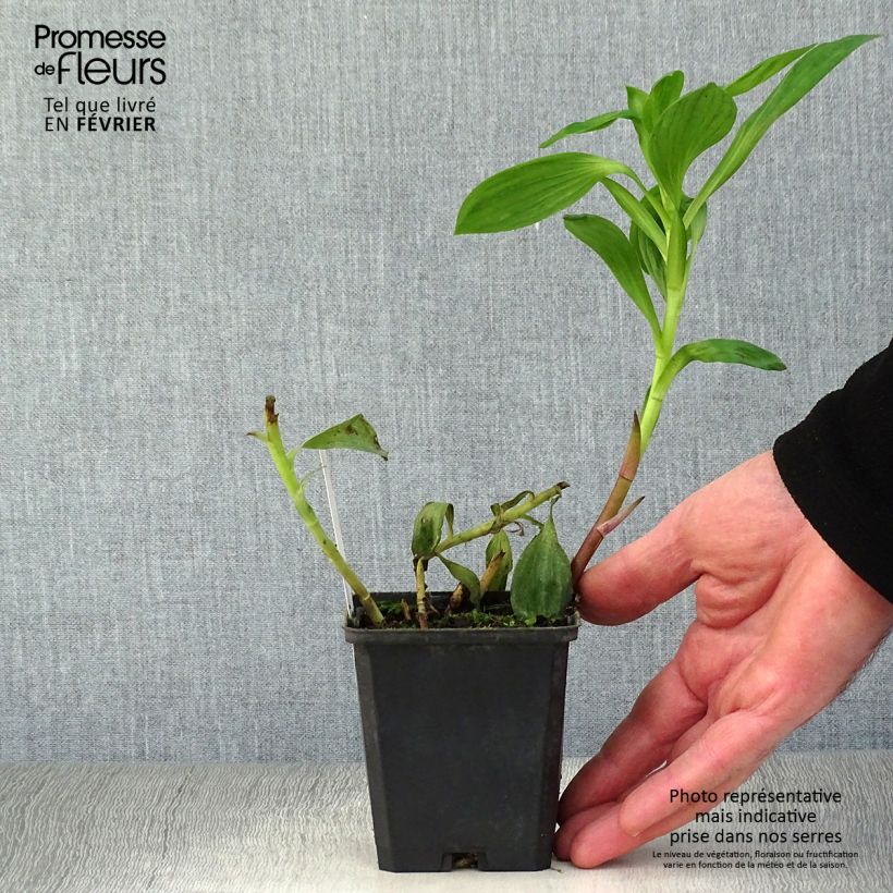 Example of Alstroemeria Duc d'Anjou William - Incalelie Kweekpotje van 8/9 cm as you get in hiver