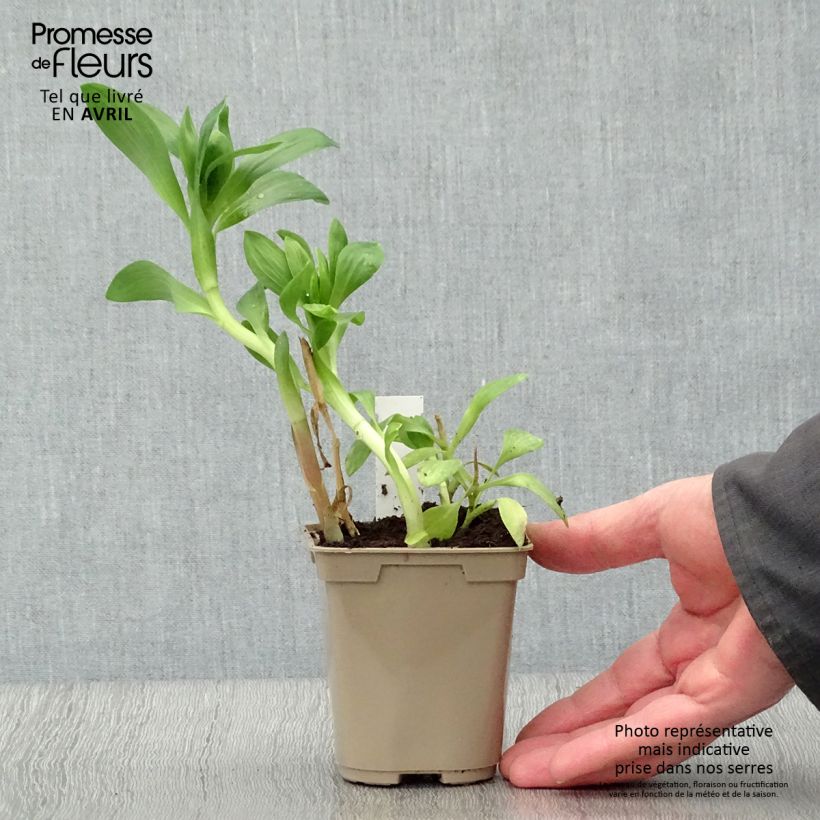 Exemplaar van Alstroemeria Duchesse Béatrice - Incalelie Kweekpotje van 8/9 cm zoals geleverd in de lente