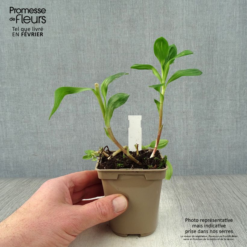 Example of Alstroémère Duchesses Béatrice - Lys des Incas Kweekpotje van 8/9 cm as you get in hiver