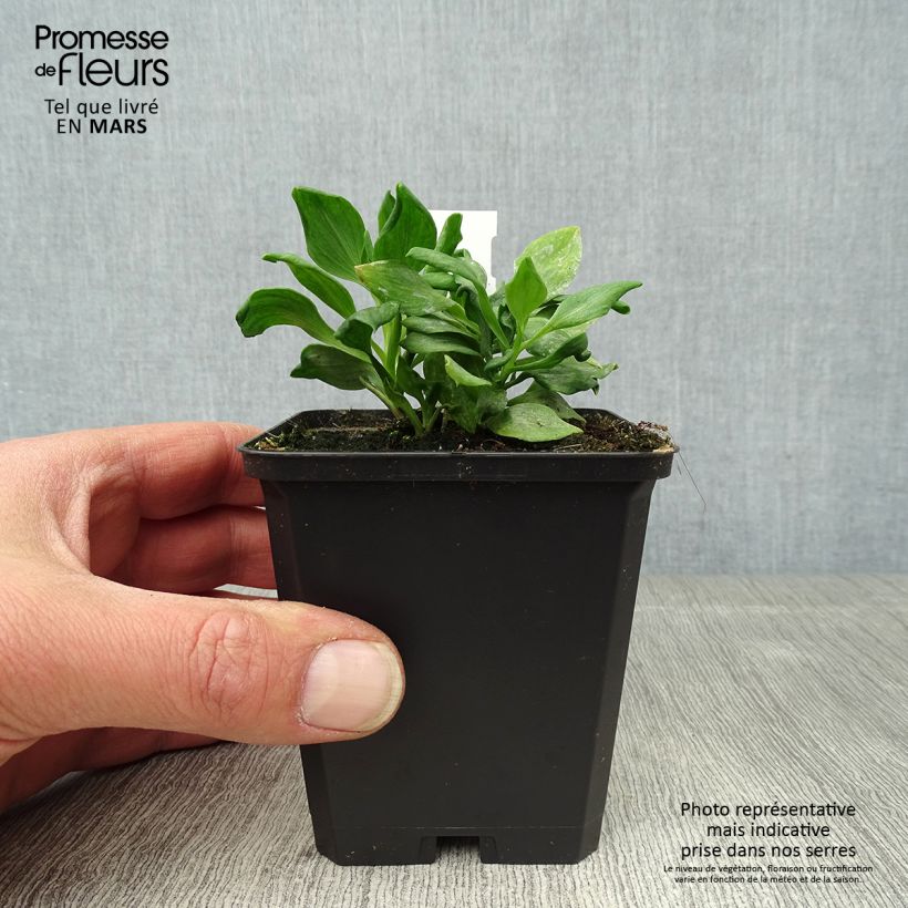 Exemplaar van Alstroemeria Duchesse Diane - Incalelie Kweekpotje van 8/9 cm zoals geleverd in de lente