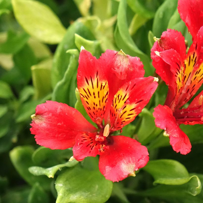 Alstroemeria Duchesse Diane - Incalelie (Bloei)