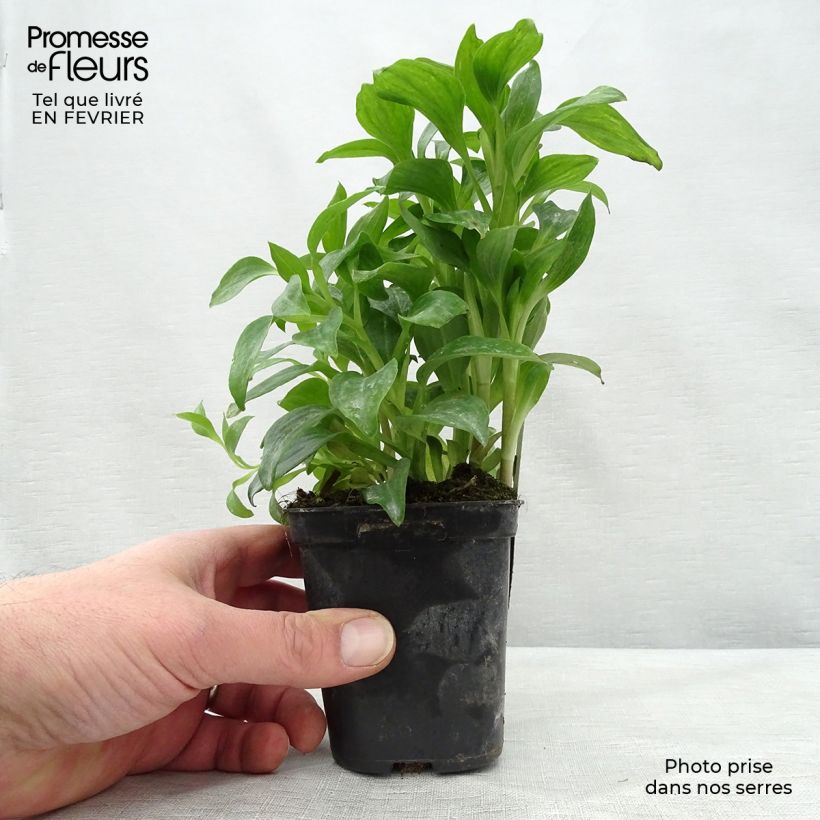 Example of Alstroémère Duchesses Elisabeth - Lys des Incas Kweekpotje van 8/9 cm as you get in hiver