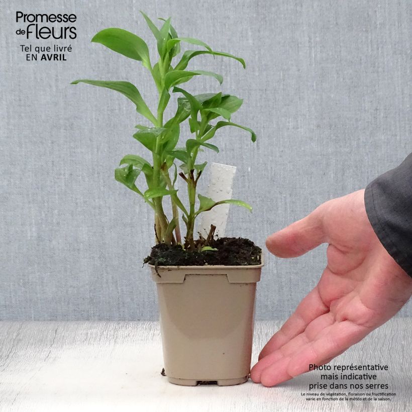 Exemplaar van Alstroemeria Duchesse Elisabeth - Incalelie Kweekpotje van 8/9 cm zoals geleverd in de lente