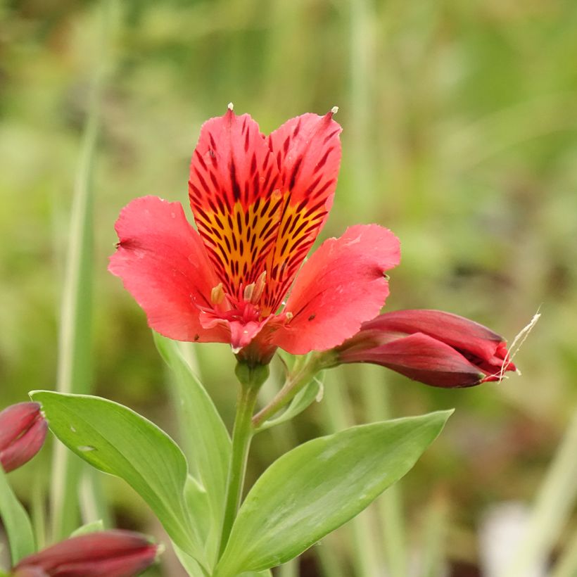 Alstroemeria Duchesse Elisabeth - Incalelie (Bloei)