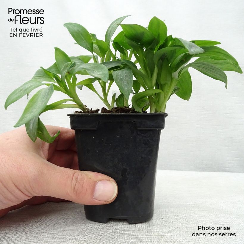 Example of Alstroémère Duchesses Isabelle - Lys des Incas Kweekpotje van 8/9 cm as you get in hiver