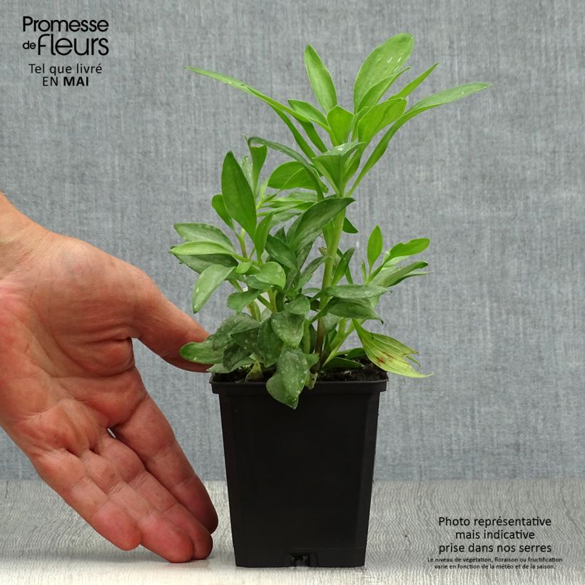 Exemplaar van Alstroemeria Duchesse Isabelle - Incalelie Kweekpotje van 8/9 cm zoals geleverd in de lente