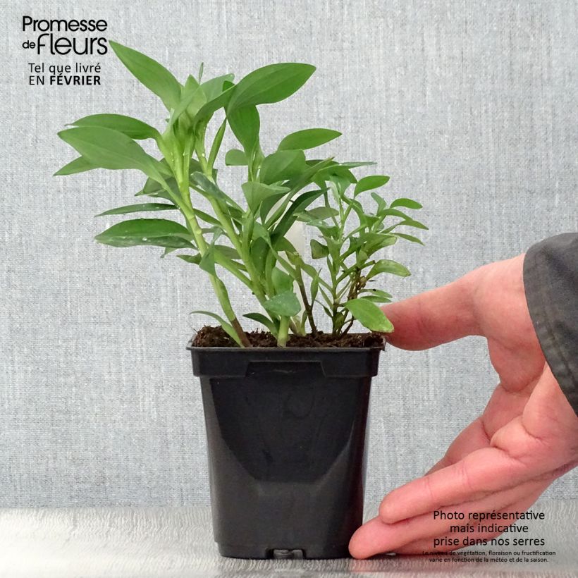 Example of Alstroémère Duchesses Marguerite - Lys des Incas Kweekpotje van 8/9 cm as you get in hiver