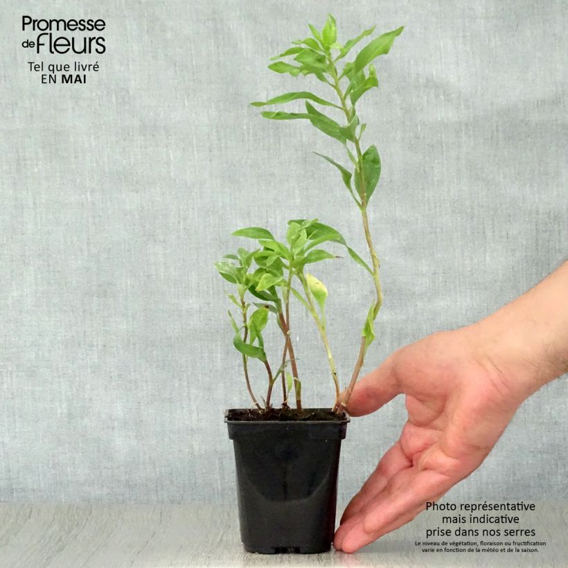 Exemplaar van Alstroemeria Duchesse Marguerite - Incalelie Kweekpotje van 8/9 cm zoals geleverd in de lente