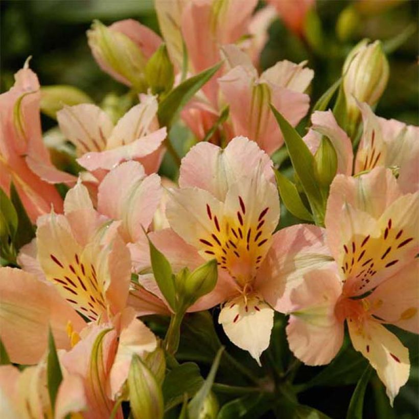 Alstroemeria Inca Coral - Incalelie (Bloei)